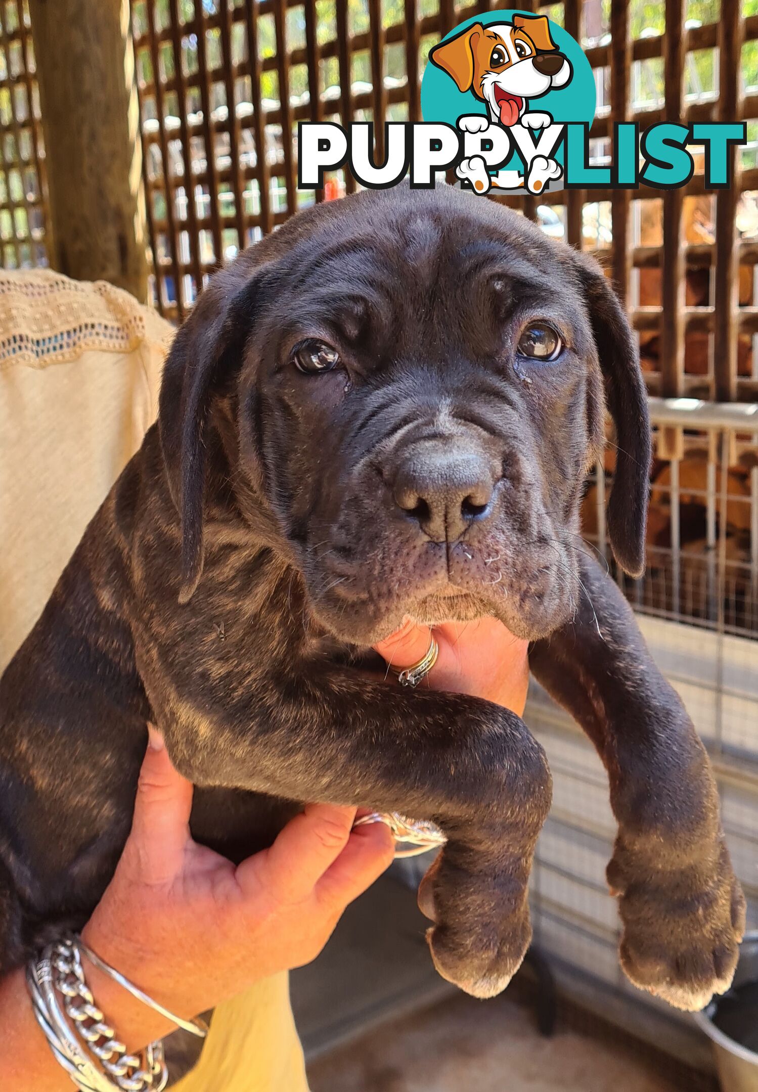 Mastiff x Cane Corso Puppies