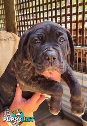 Mastiff x Cane Corso Puppies