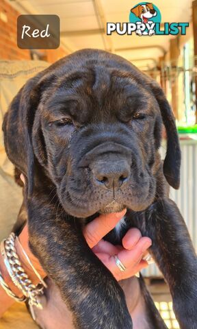 Mastiff x Cane Corso Puppies