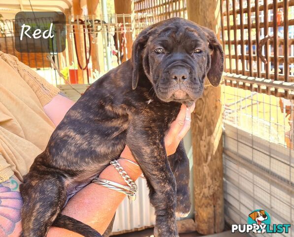 Mastiff x Cane Corso Puppies