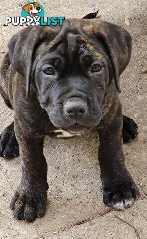 Mastiff x Cane Corso