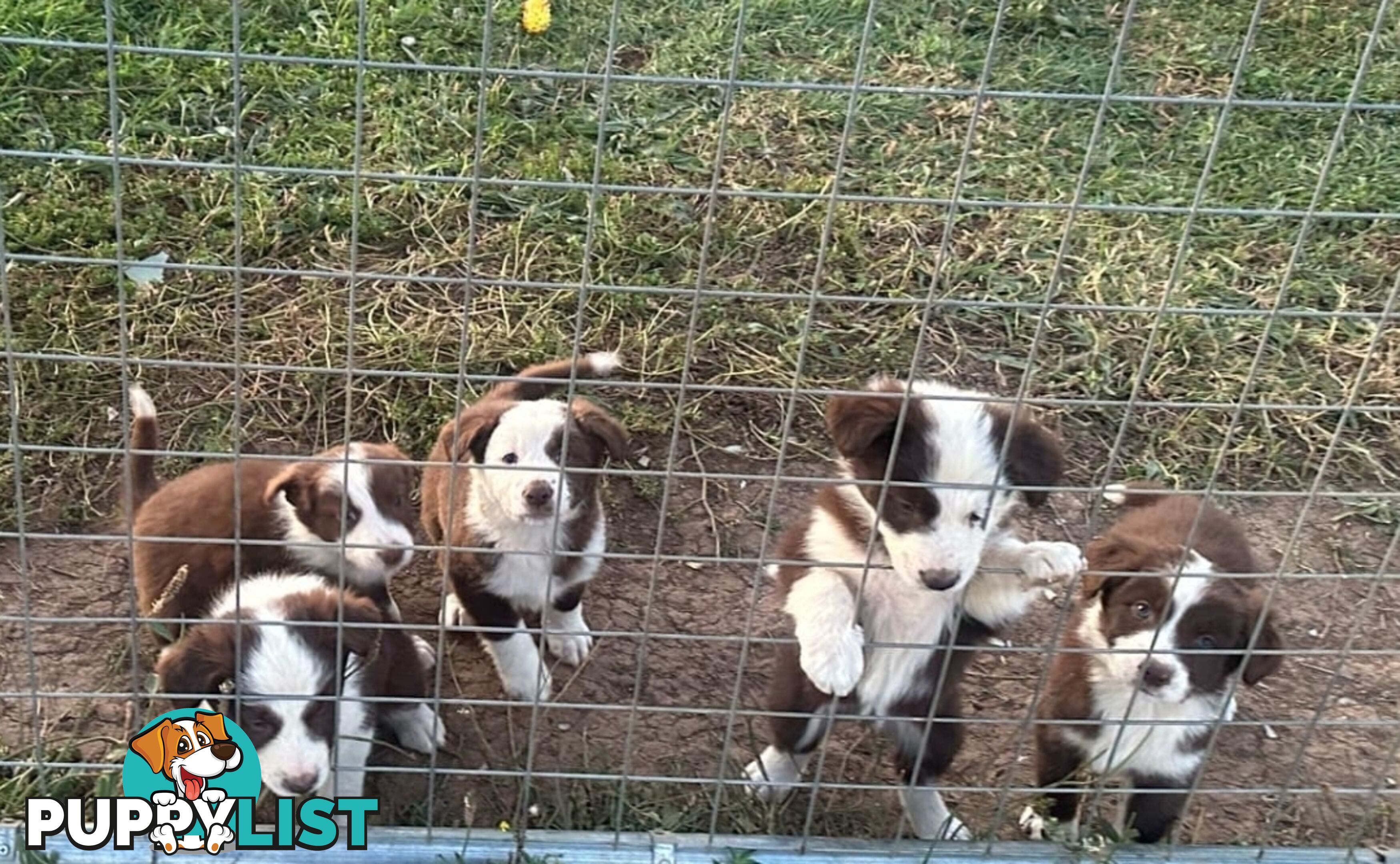 Border collies