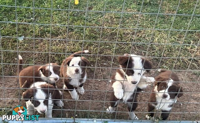 Border collies