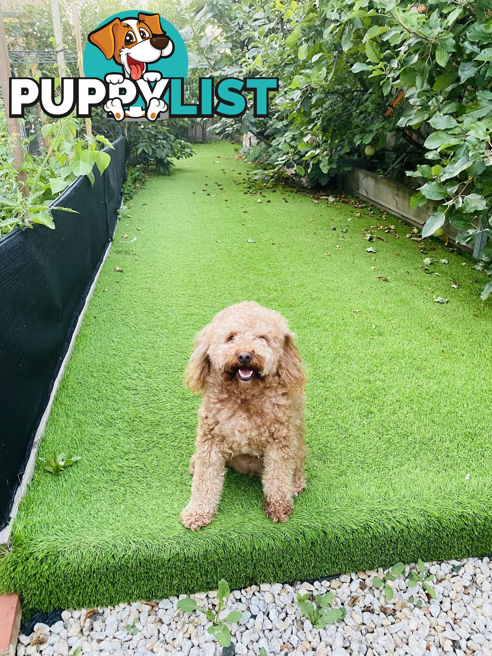 3 years old miniature cavoodle 5kg de sexed