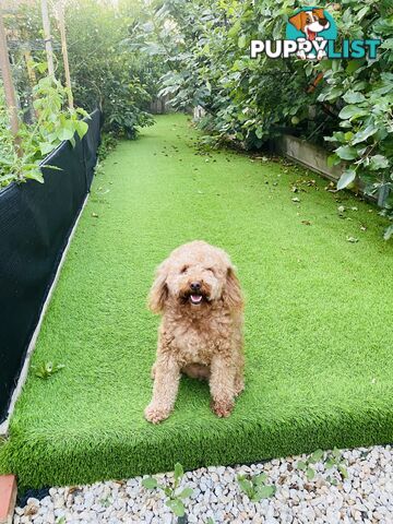 3 years old miniature cavoodle 5kg de sexed