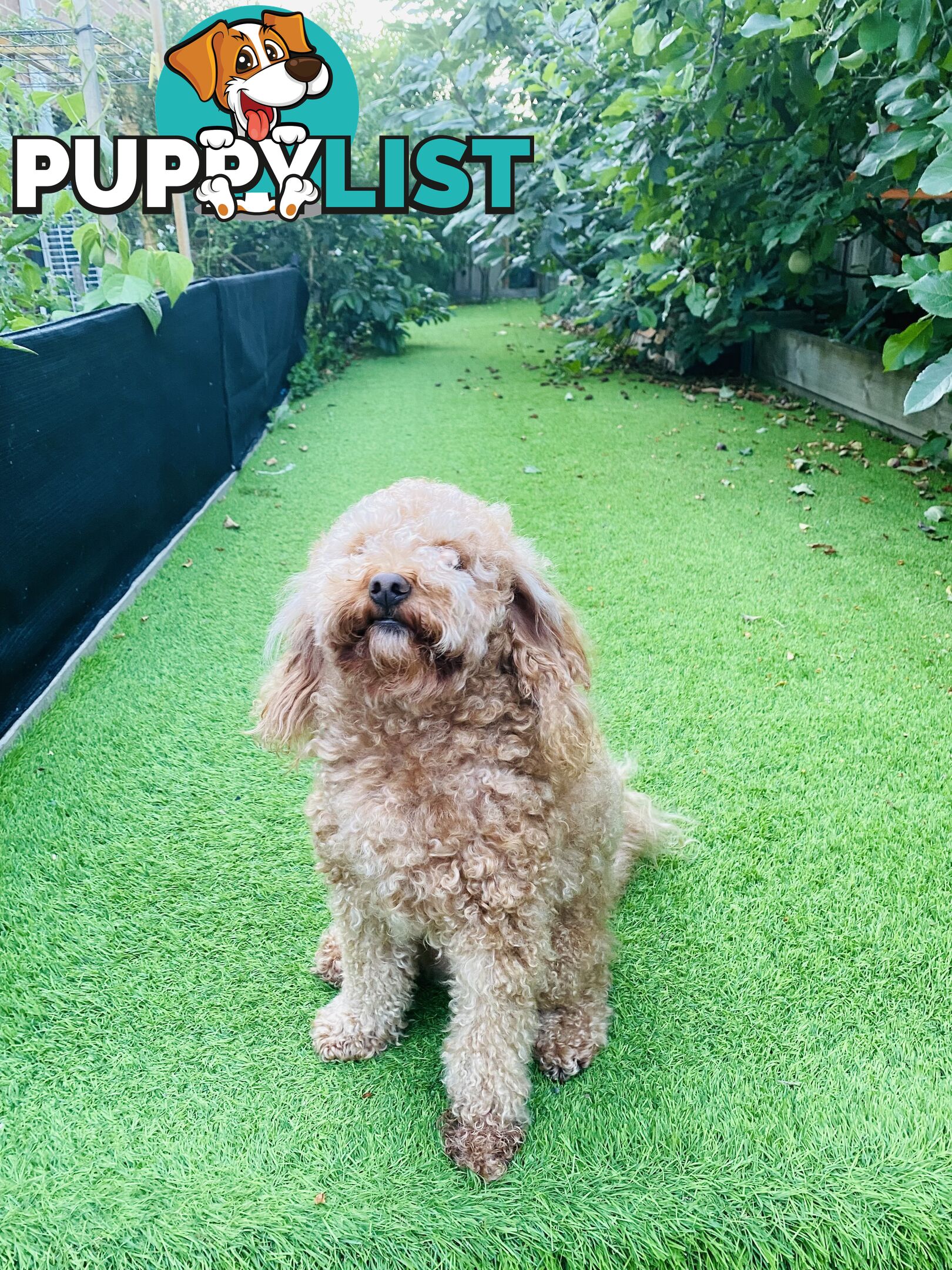 3 years old miniature cavoodle 5kg de sexed