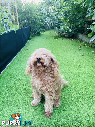 3 years old miniature cavoodle 5kg de sexed