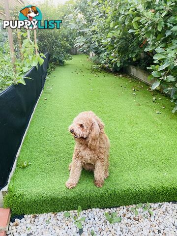 3 years old miniature cavoodle 5kg de sexed