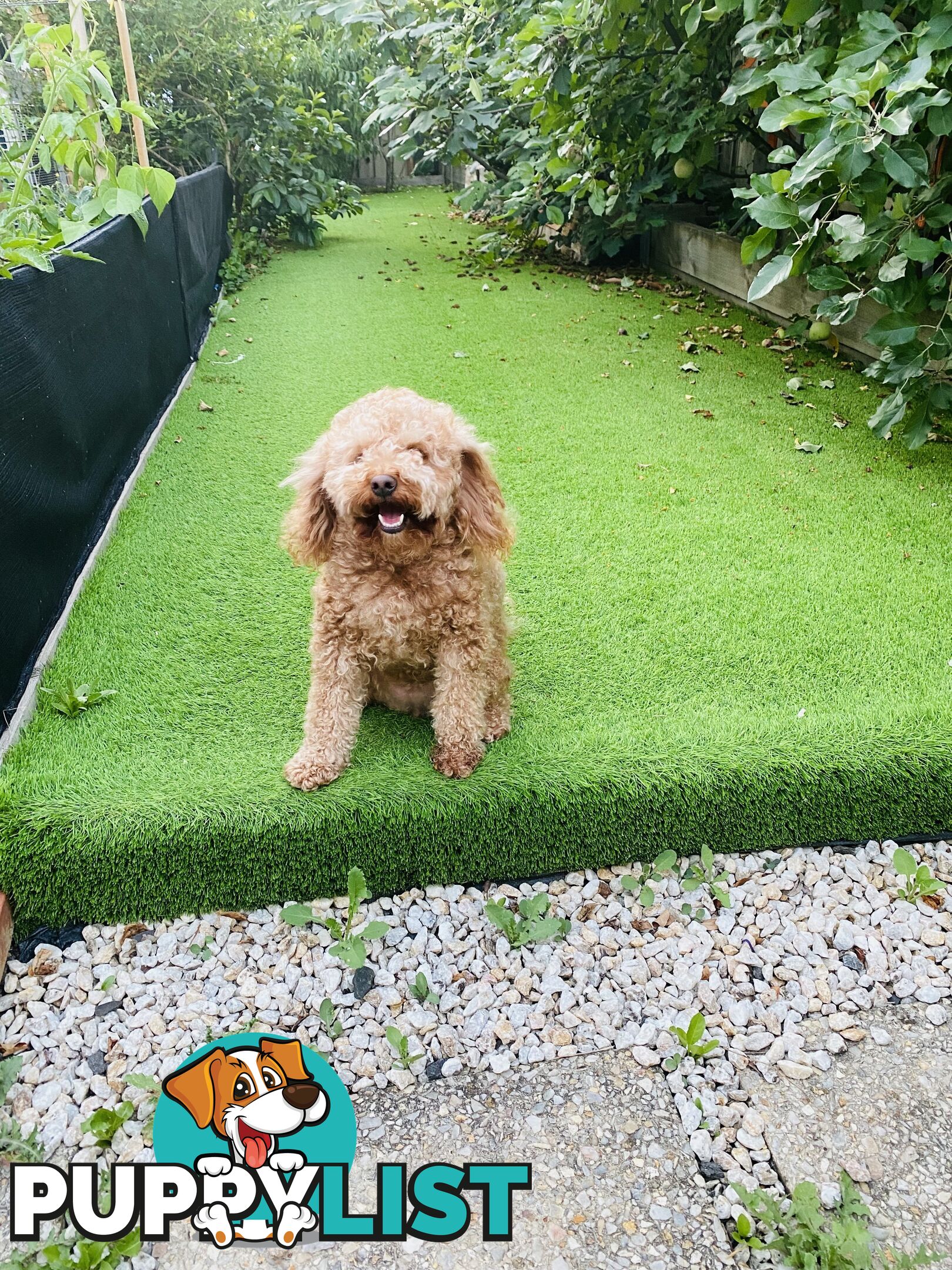 3 years old miniature cavoodle 5kg de sexed