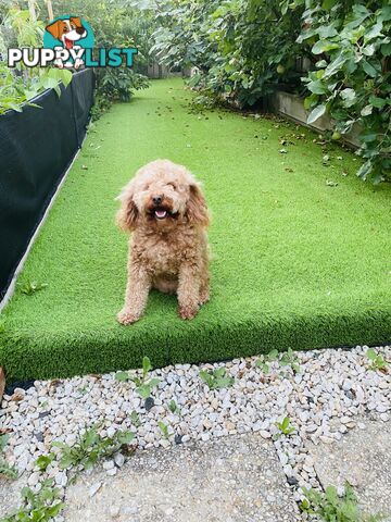 3 years old miniature cavoodle 5kg de sexed