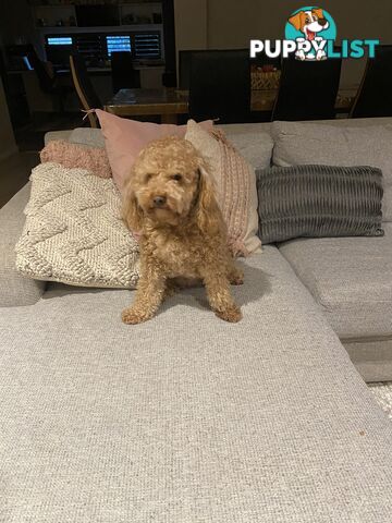 3 years old miniature cavoodle 5kg de sexed