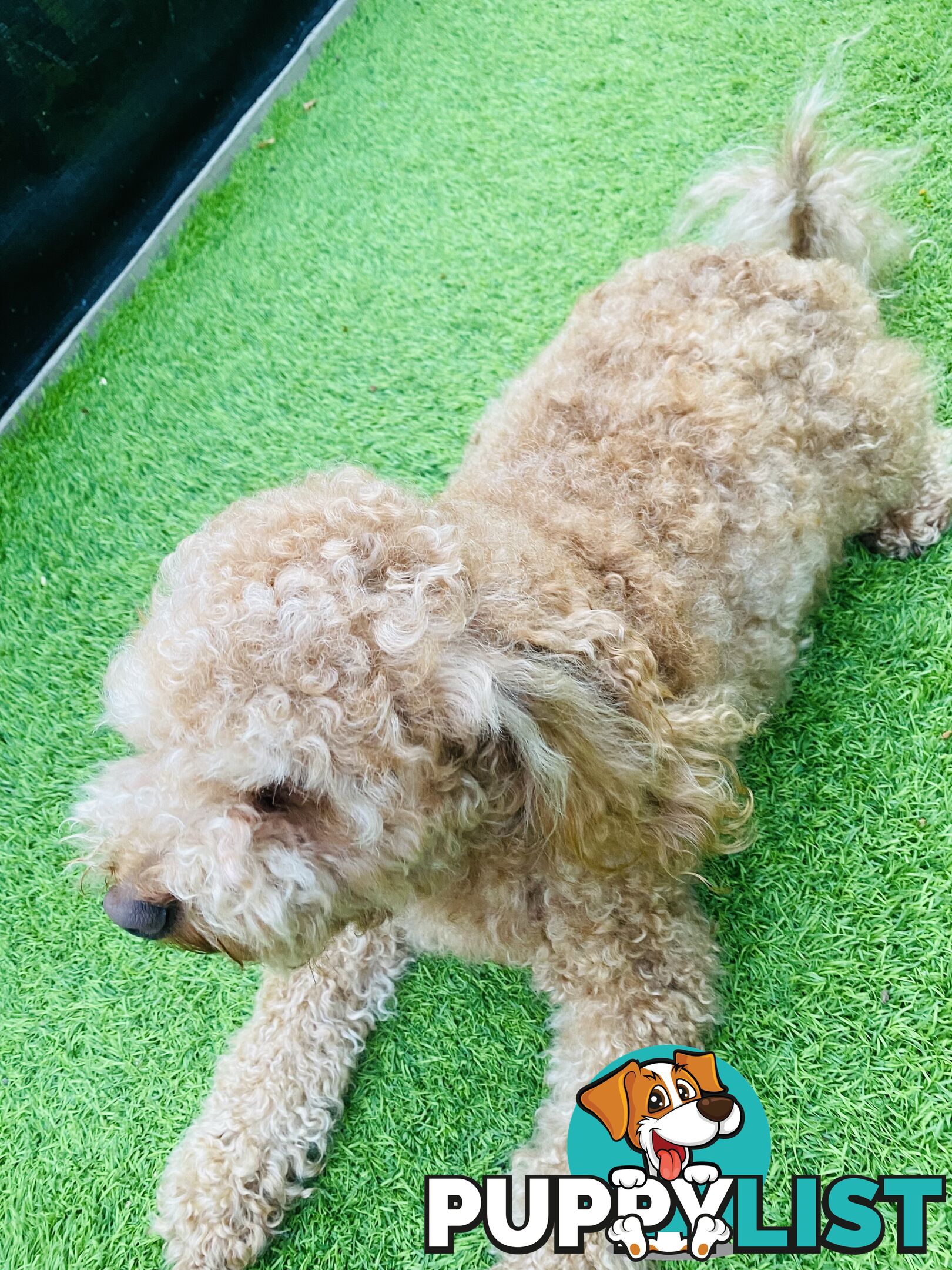 3 years old miniature cavoodle 5kg de sexed