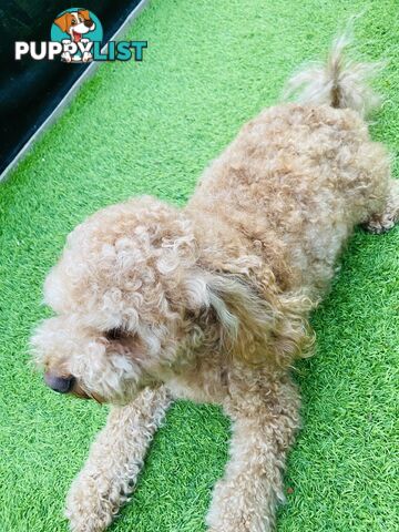 3 years old miniature cavoodle 5kg de sexed