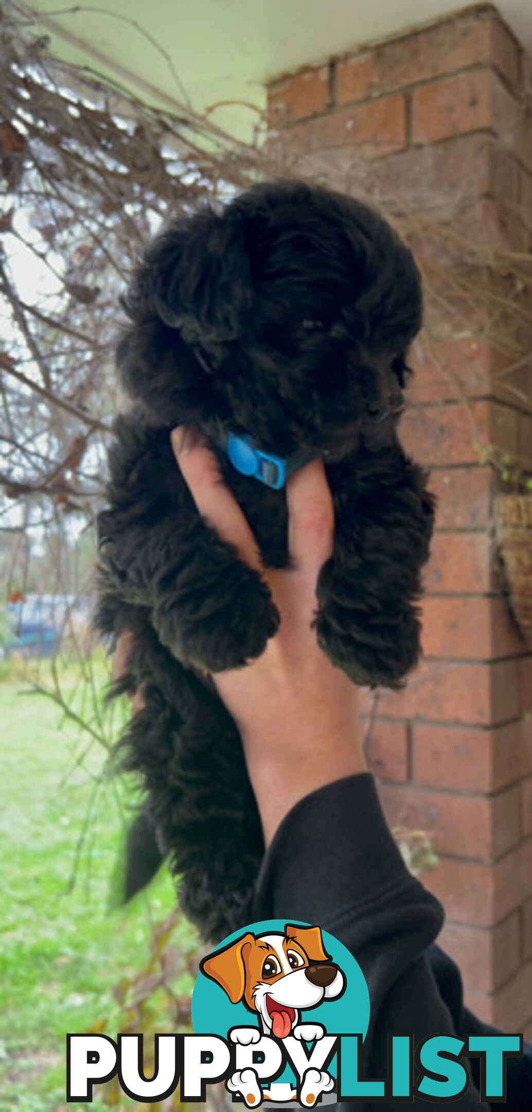 Adorable Toy Moodle Puppies For Sale!!