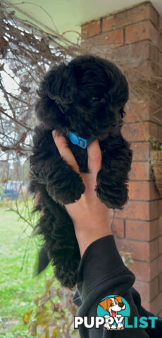 Adorable Toy Moodle Puppies For Sale!!