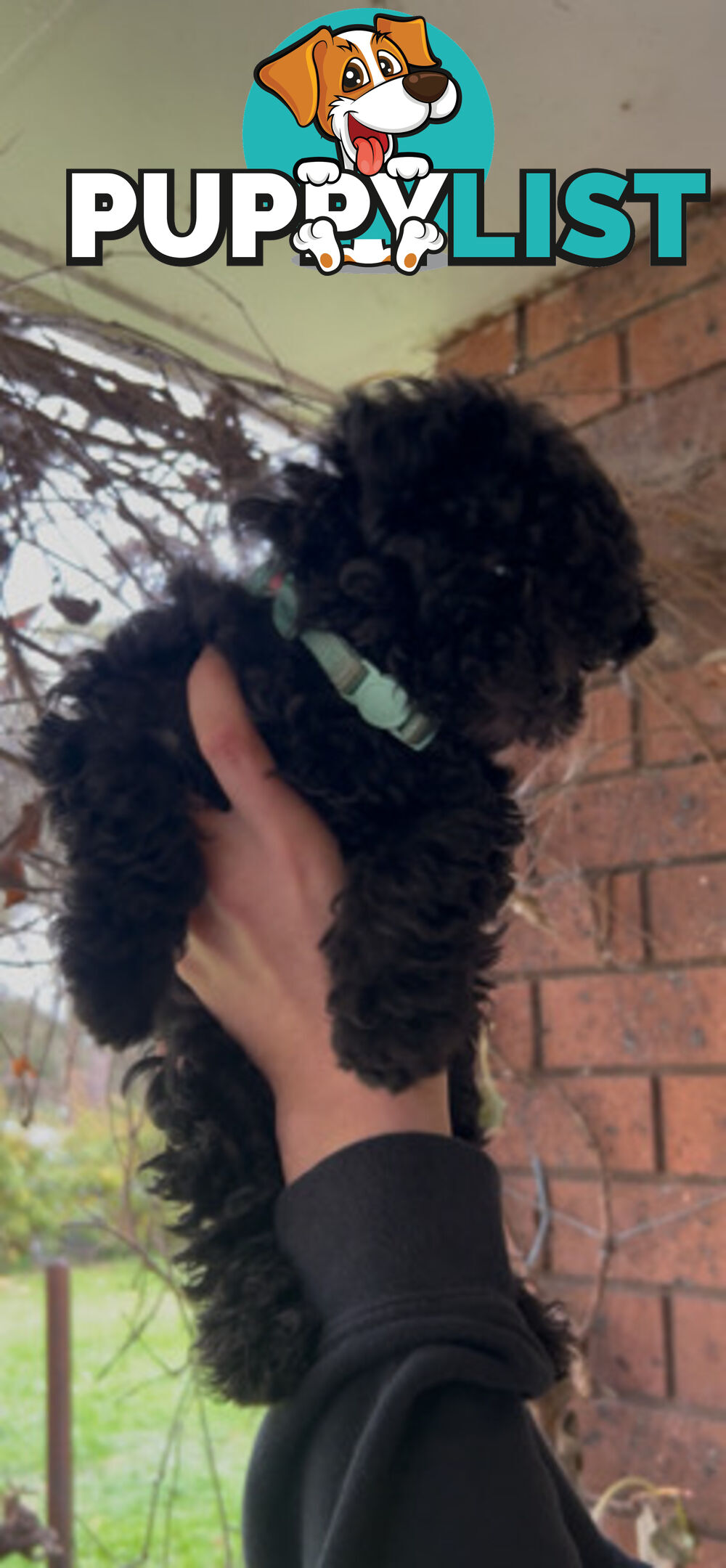Adorable Toy Moodle Puppies For Sale!!