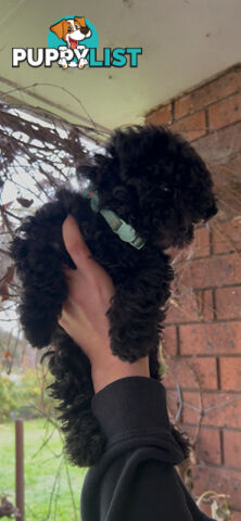 Adorable Toy Moodle Puppies For Sale!!