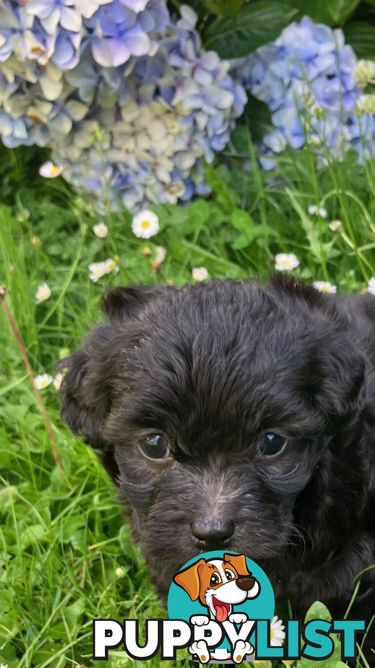 Adorable Toy Moodle Puppies For Sale!!