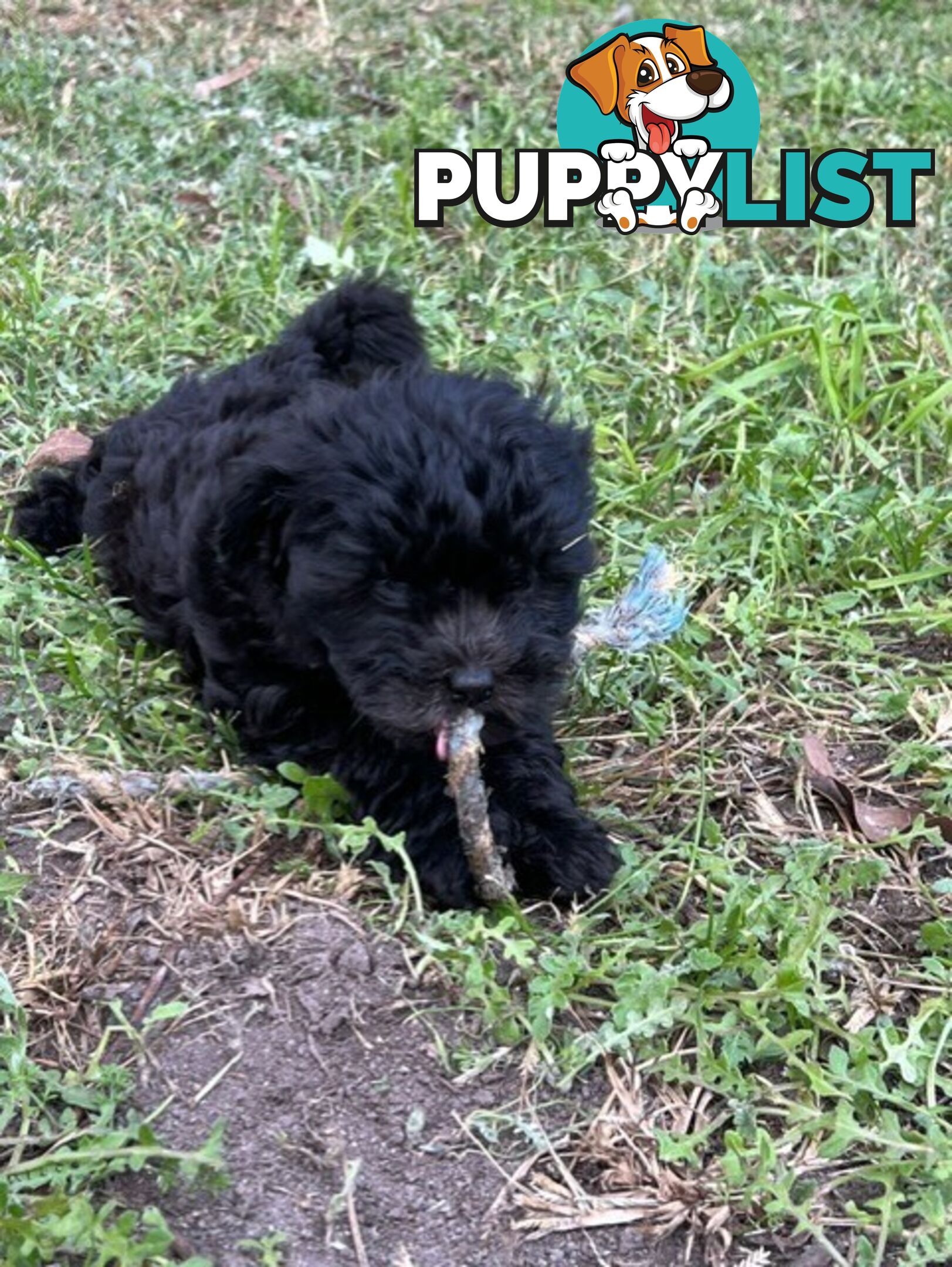 Adorable Toy Moodle Puppies For Sale!!
