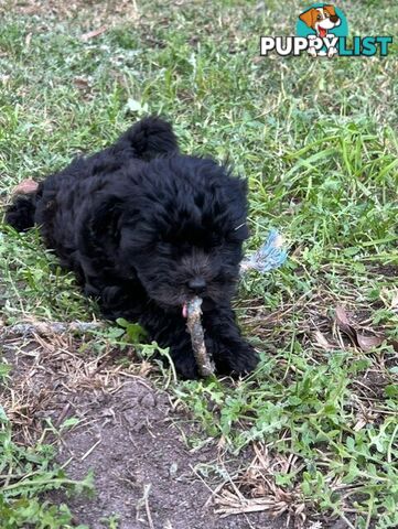 Adorable Toy Moodle Puppies For Sale!!