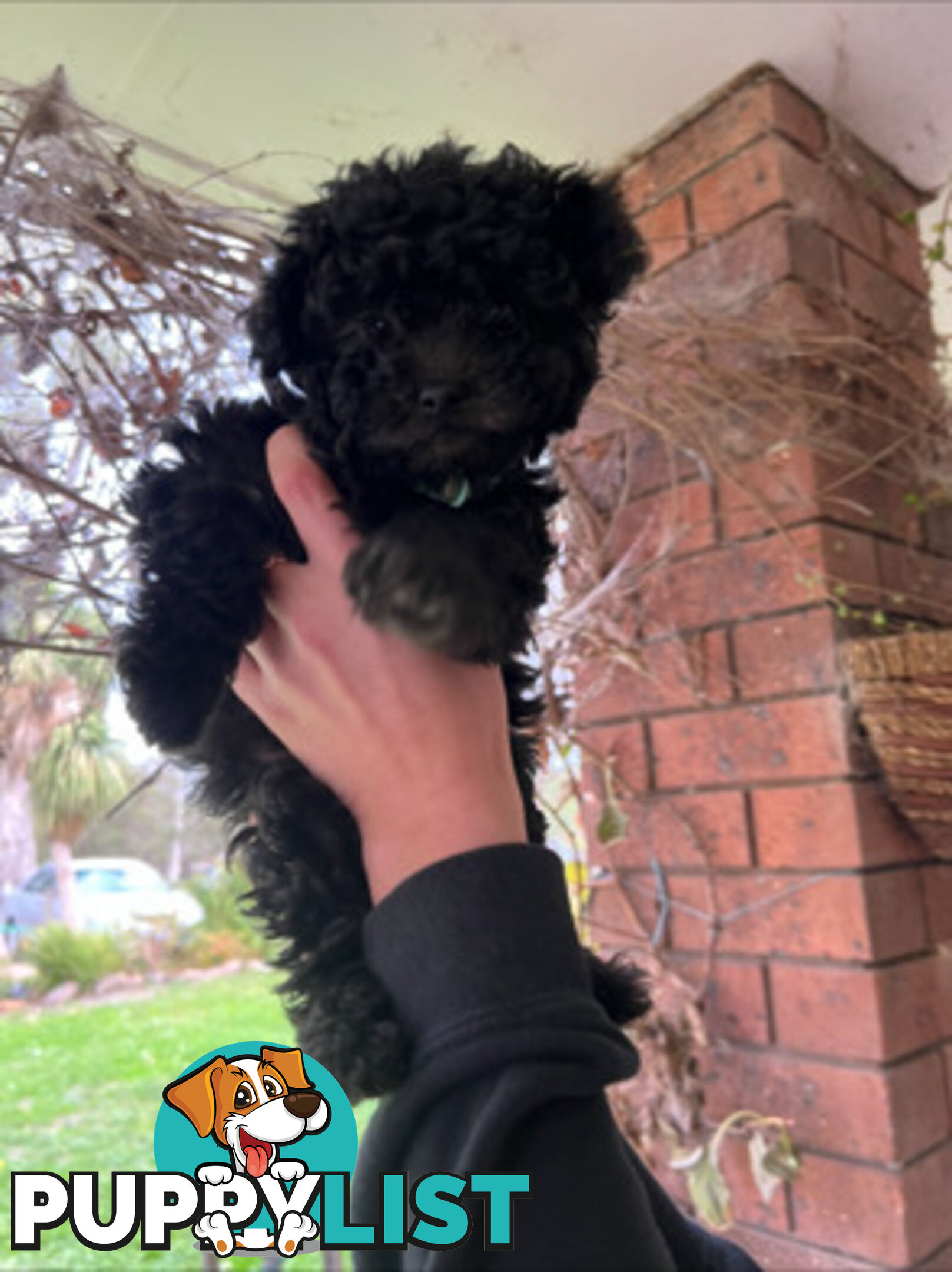 Adorable Toy Moodle Puppies For Sale!!