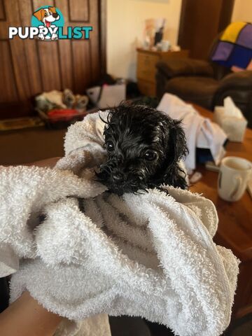 Adorable Toy Moodle Puppies For Sale!!