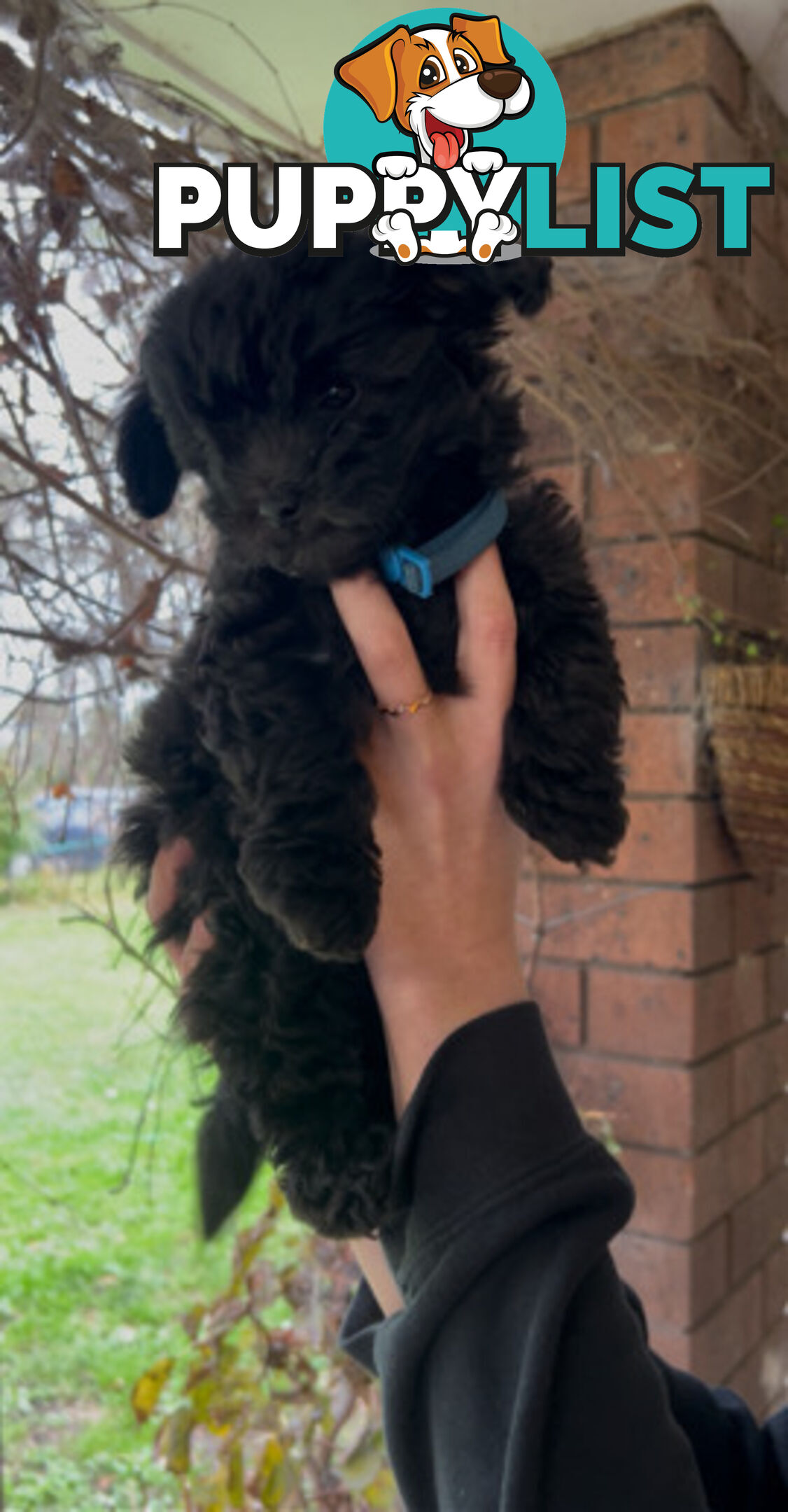 Adorable Toy Moodle Puppies For Sale!!