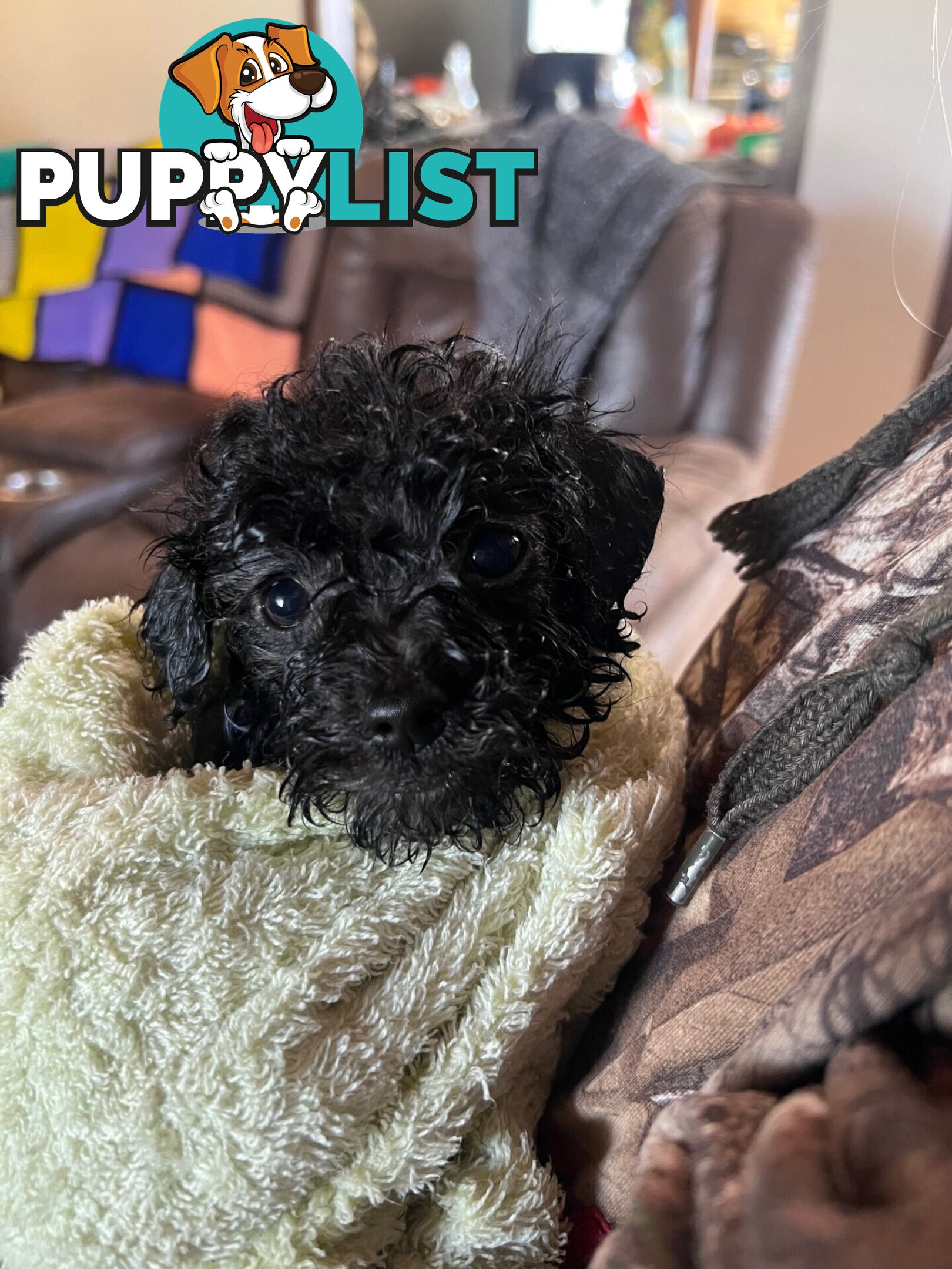 Adorable Toy Moodle Puppies For Sale!!