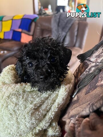 Adorable Toy Moodle Puppies For Sale!!