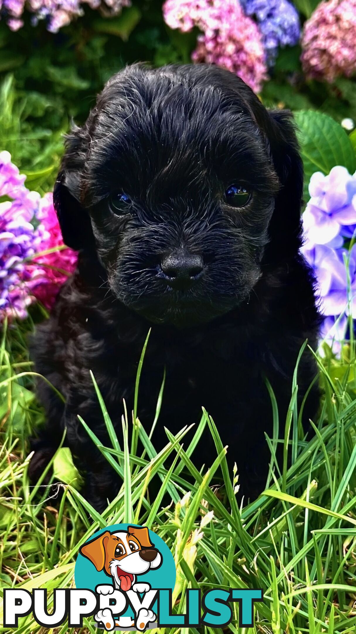 Adorable Toy Moodle Puppies For Sale!!