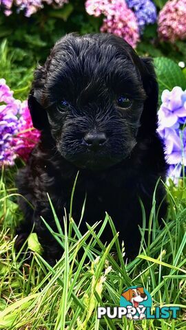 Adorable Toy Moodle Puppies For Sale!!