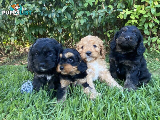 Christmas Cavoodle Puppies - ONLY 2 LEFT 🐶🎄🎁