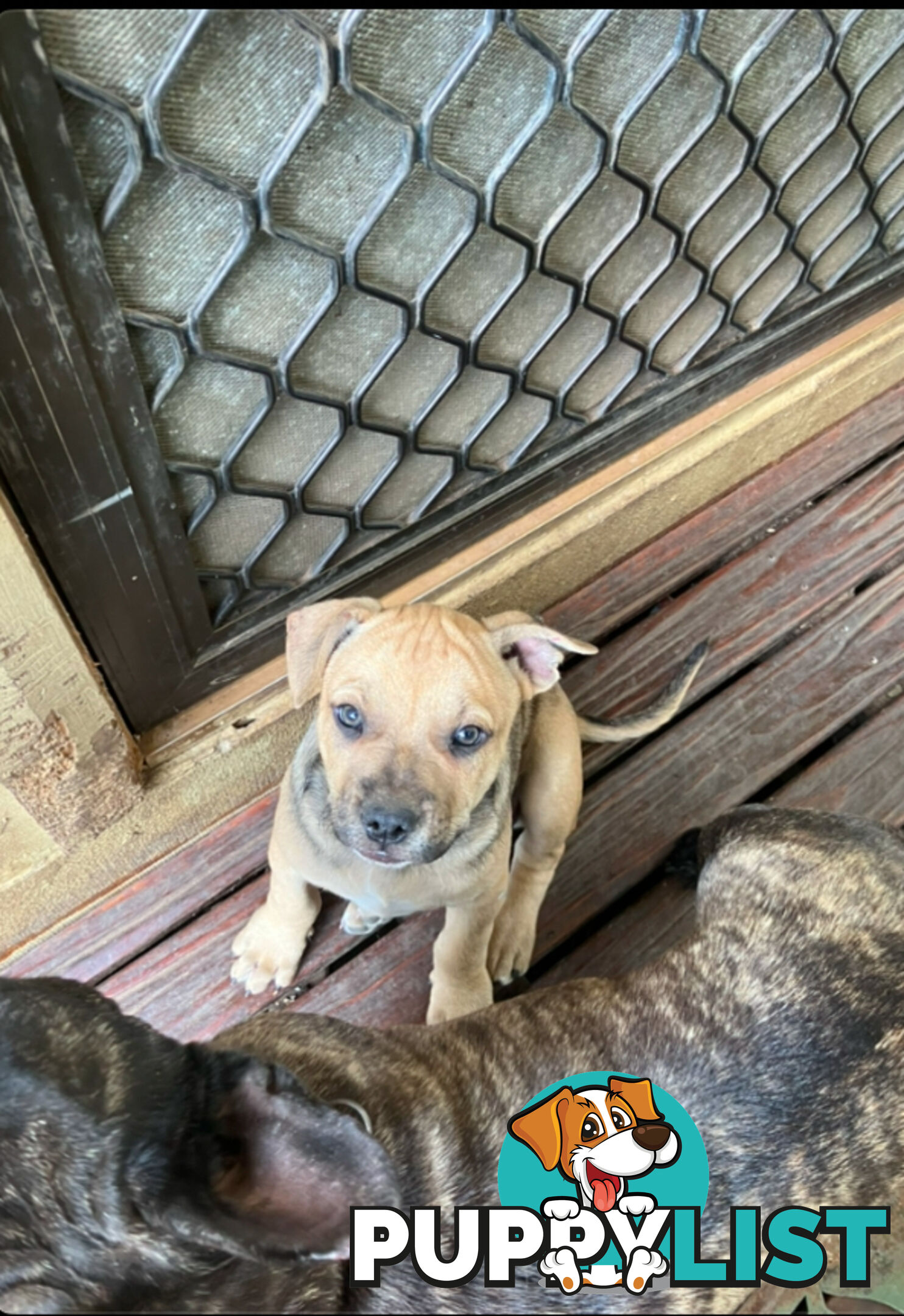 French Bulldog X Kelpie Puppy for sale