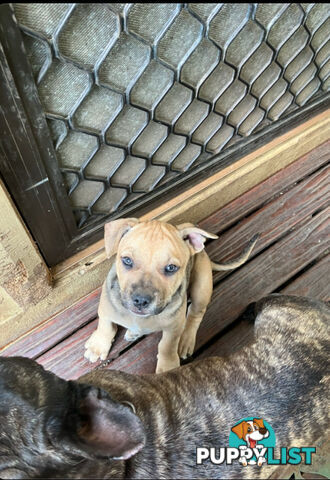 French Bulldog X Kelpie Puppy for sale