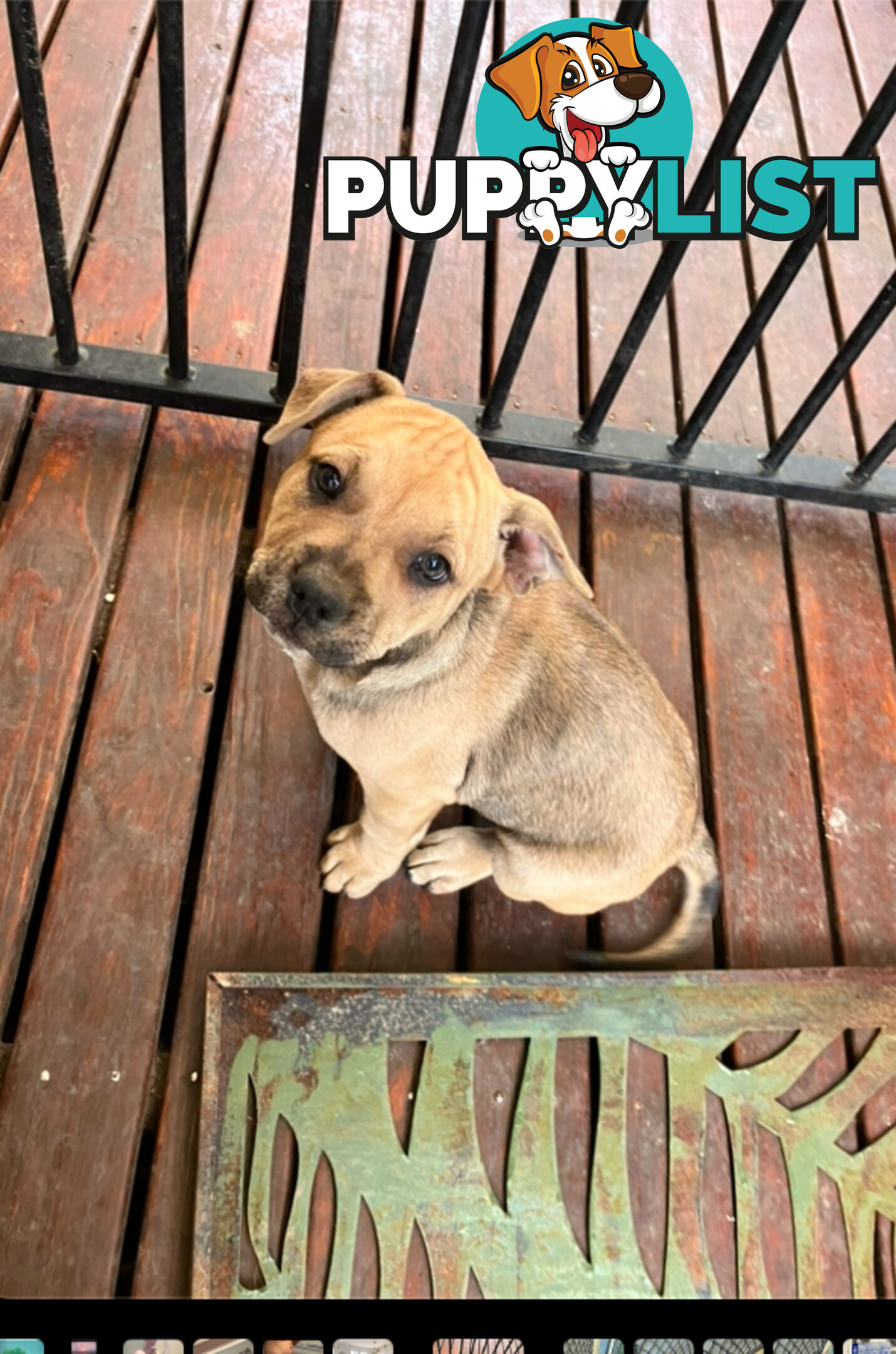 French Bulldog X Kelpie Puppy for sale