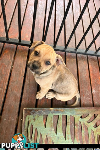 French Bulldog X Kelpie Puppy for sale