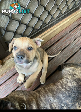 French Bulldog X Kelpie Puppy for sale