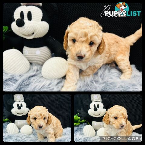 🐶✨ Adorable Cavoodle Puppies – Ready for Their Forever Homes! ✨🐶