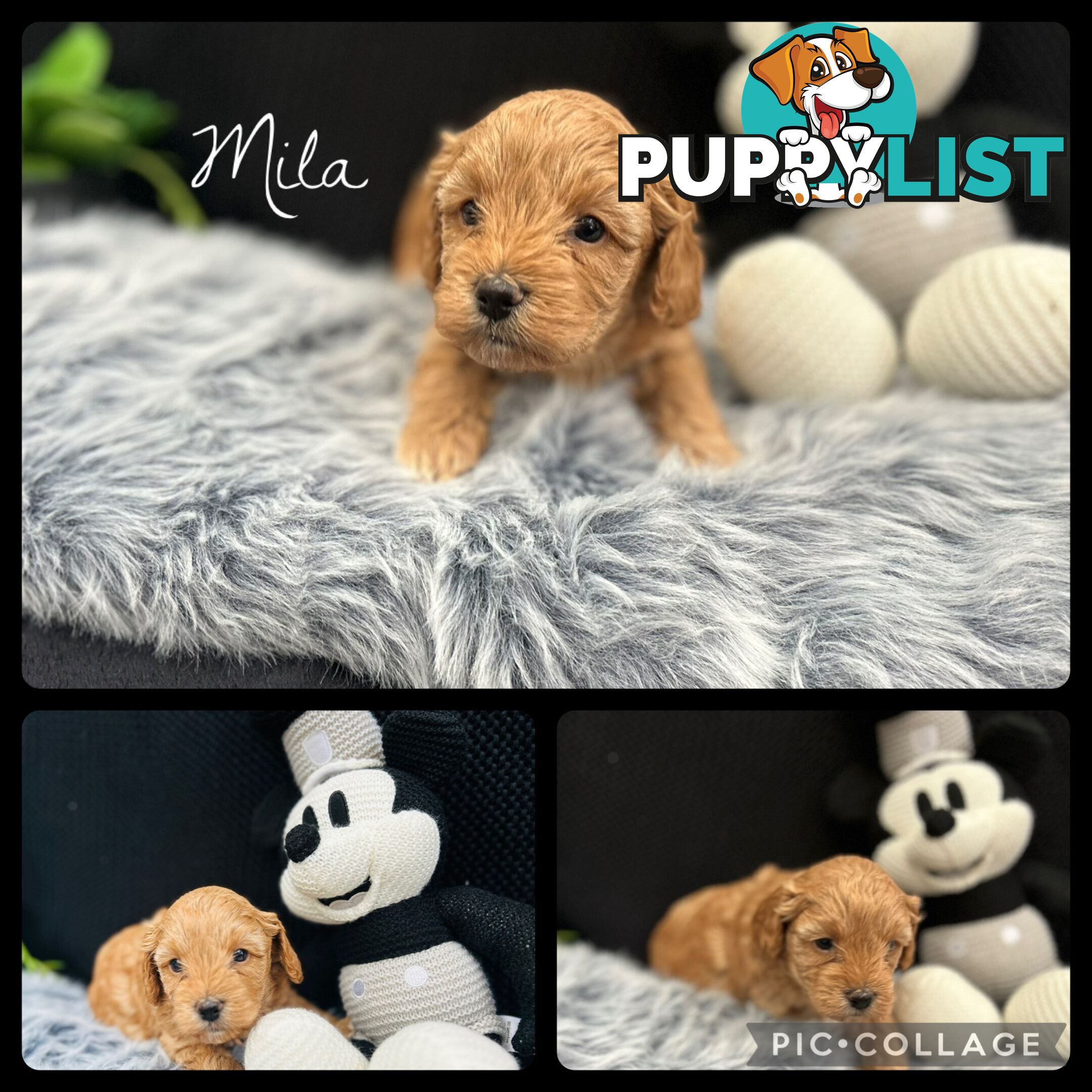 🐶✨ Adorable Cavoodle Puppies – Ready for Their Forever Homes! ✨🐶