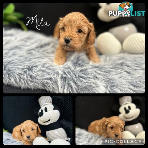 🐶✨ Adorable Cavoodle Puppies – Ready for Their Forever Homes! ✨🐶