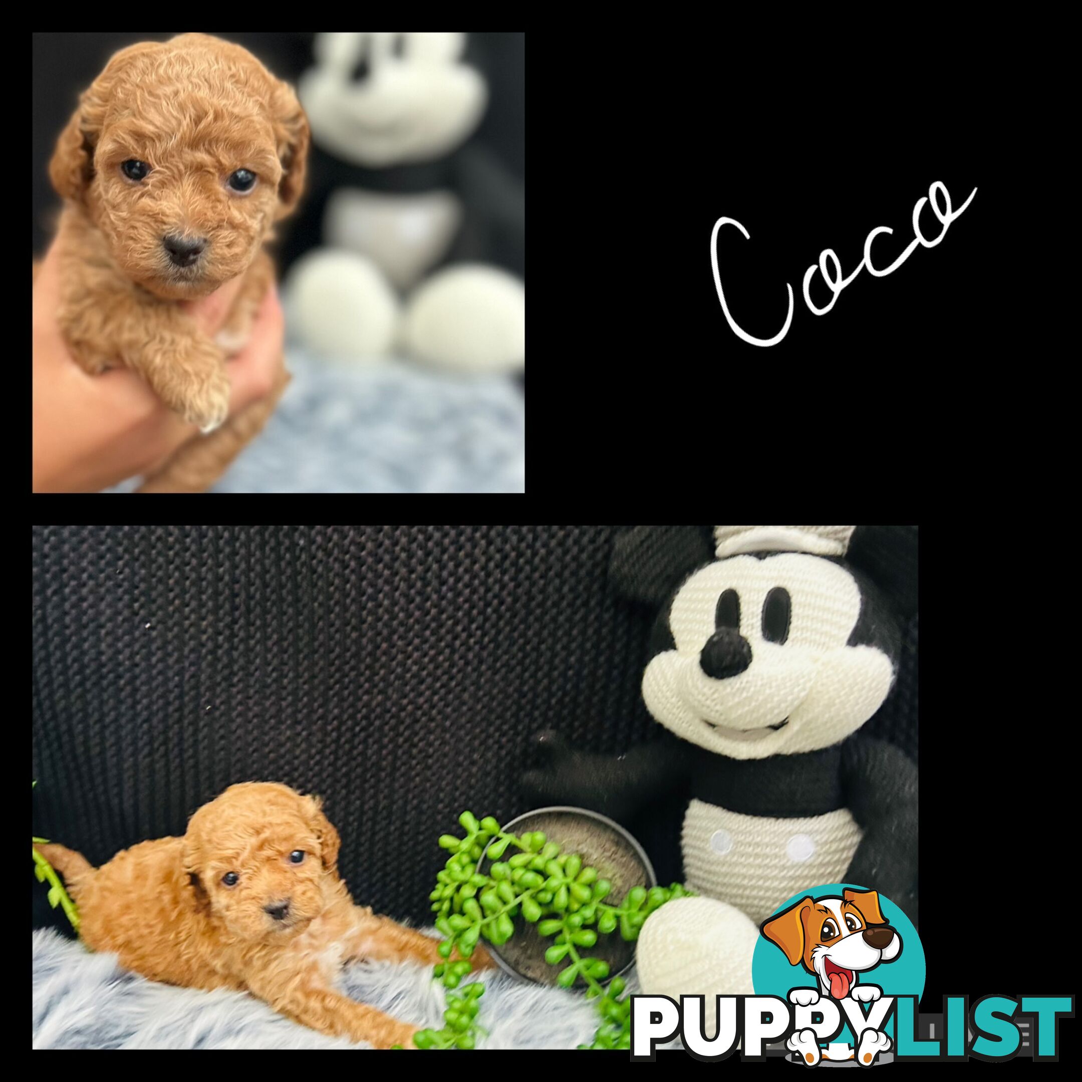 🐶✨ Adorable Cavoodle Puppies – Ready for Their Forever Homes! ✨🐶