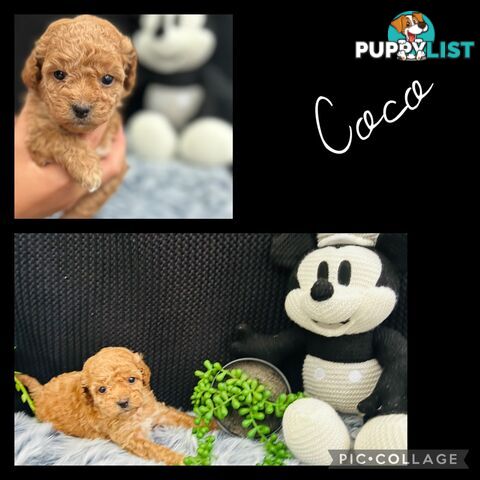 🐶✨ Adorable Cavoodle Puppies – Ready for Their Forever Homes! ✨🐶