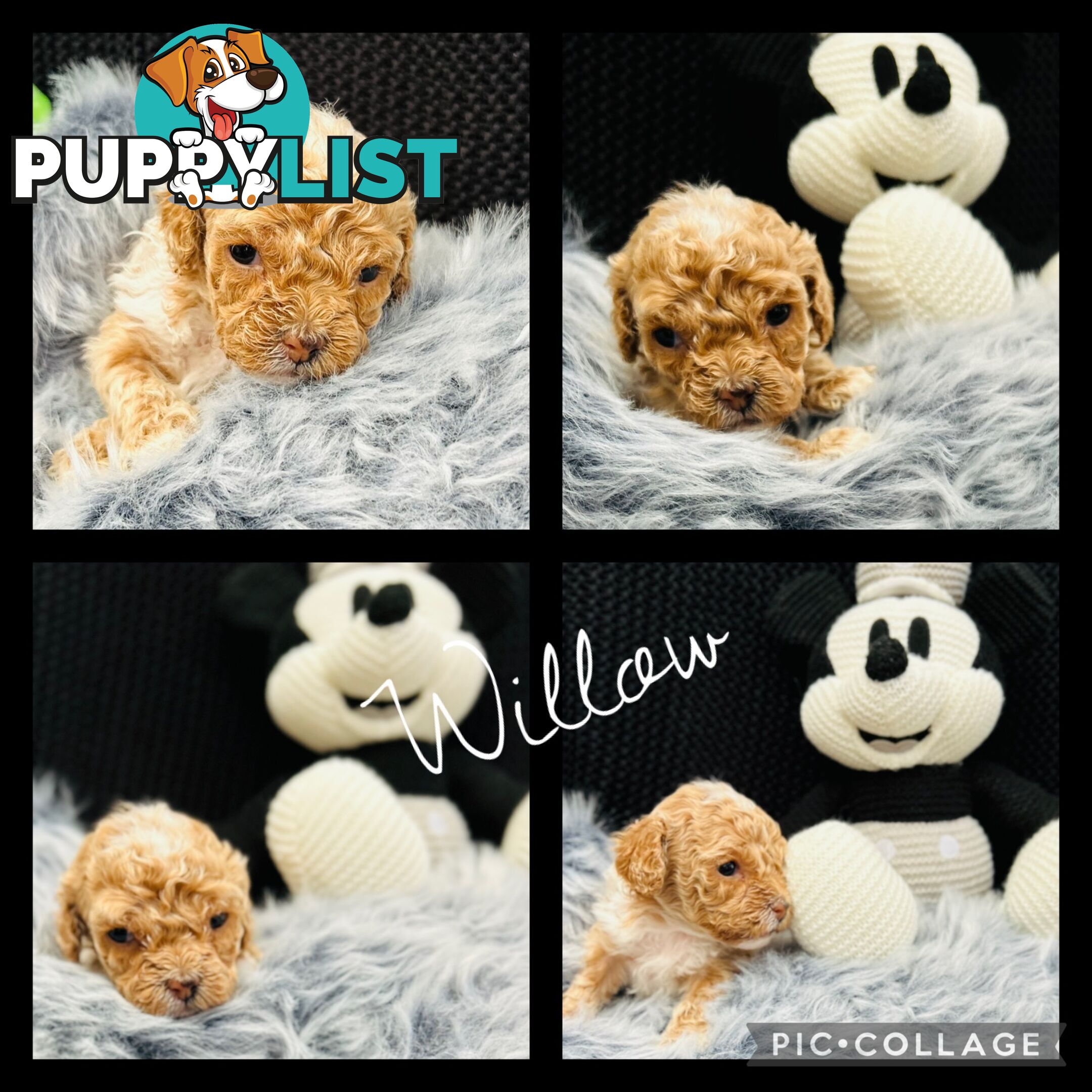 🐶✨ Adorable Cavoodle Puppies – Ready for Their Forever Homes! ✨🐶