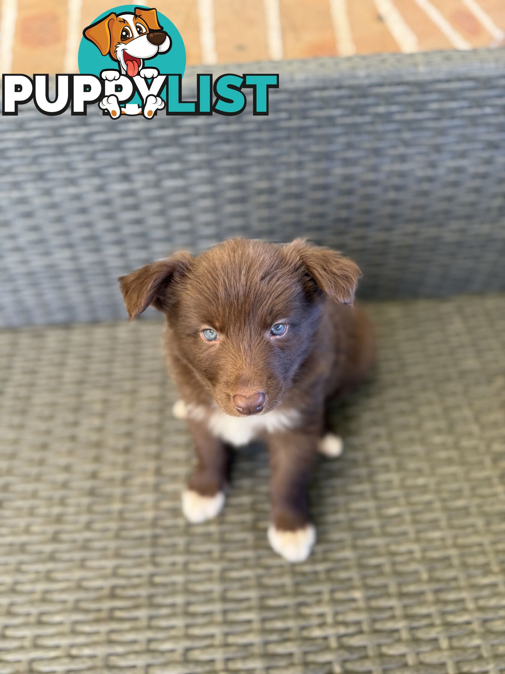 7x Beautiful Border Collie Puppies 🐶