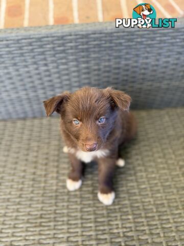 7x Beautiful Border Collie Puppies 🐶