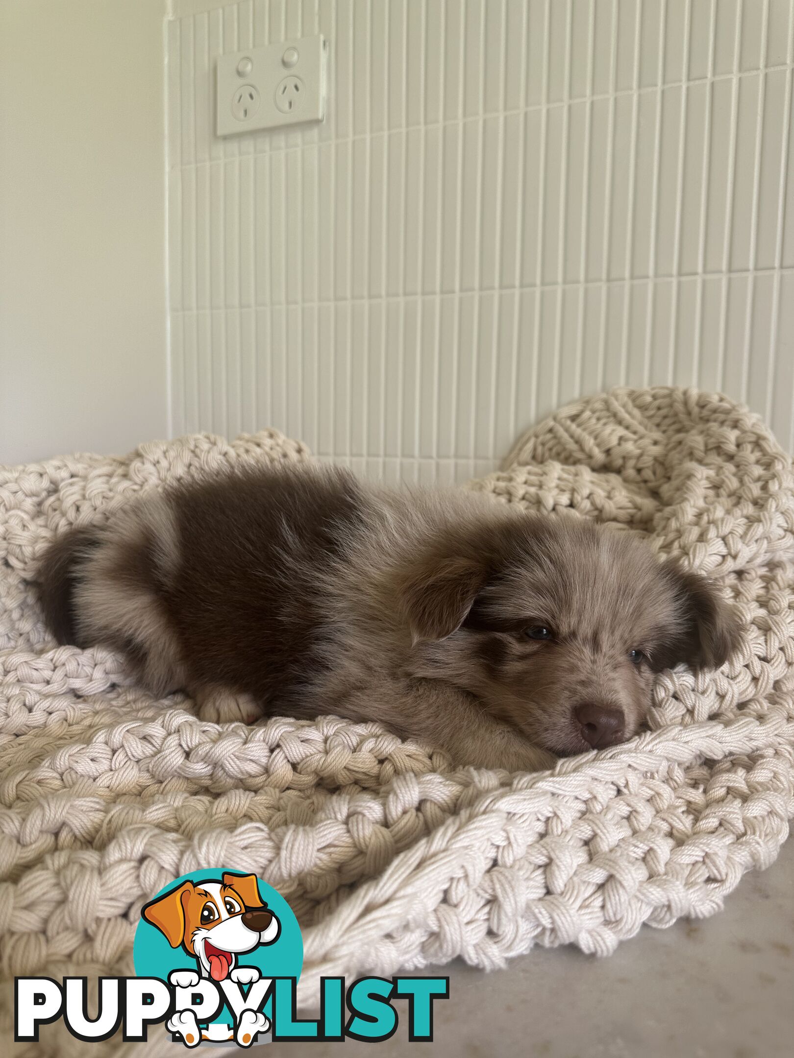 7x Beautiful Border Collie Puppies 🐶