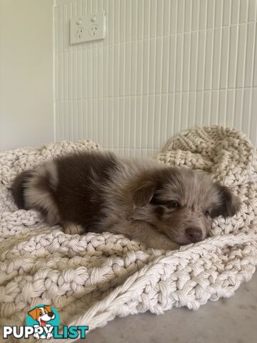 7x Beautiful Border Collie Puppies 🐶