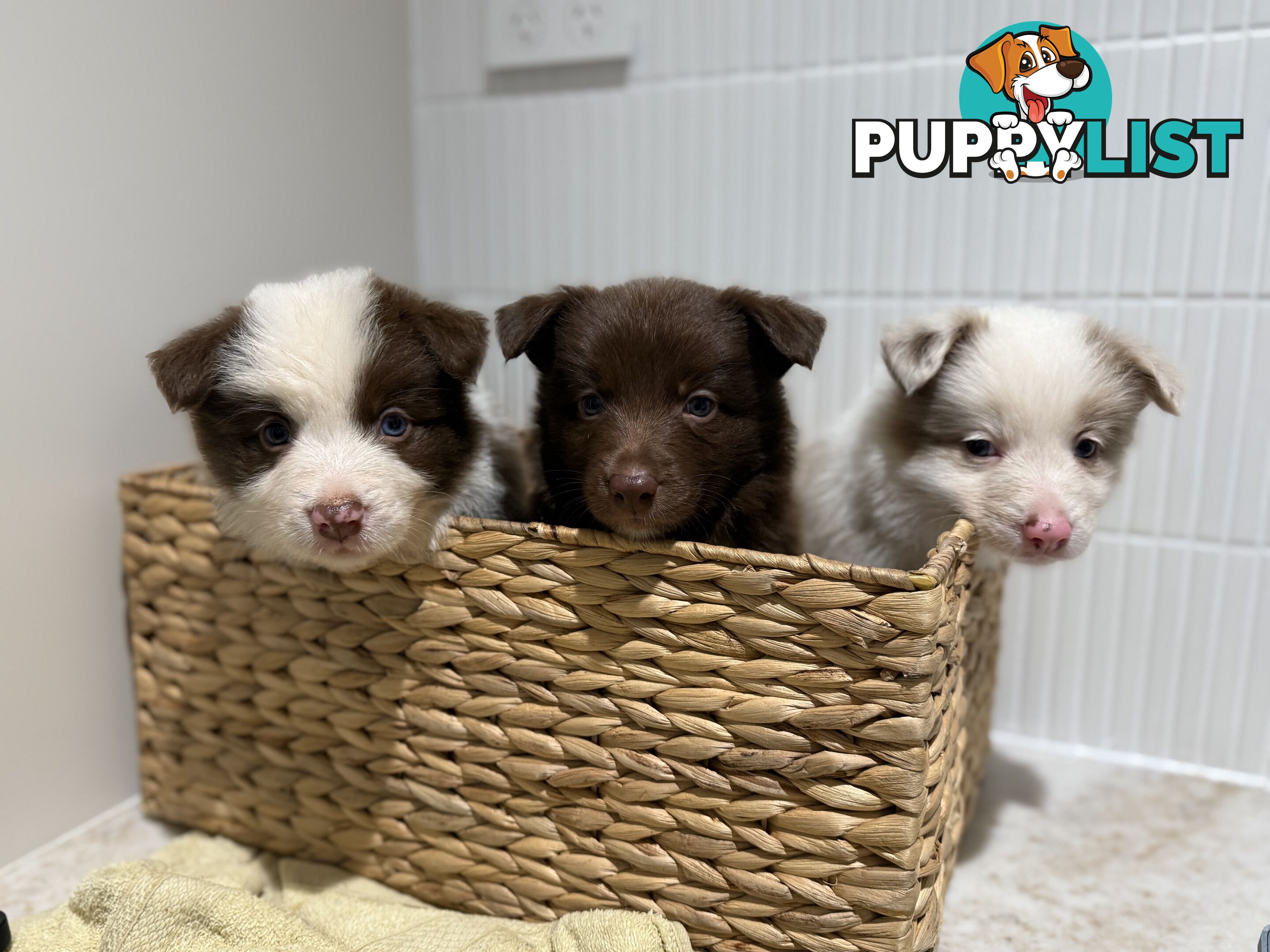 7x Beautiful Border Collie Puppies 🐶