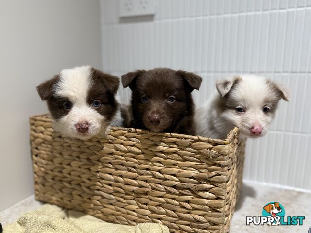 7x Beautiful Border Collie Puppies 🐶