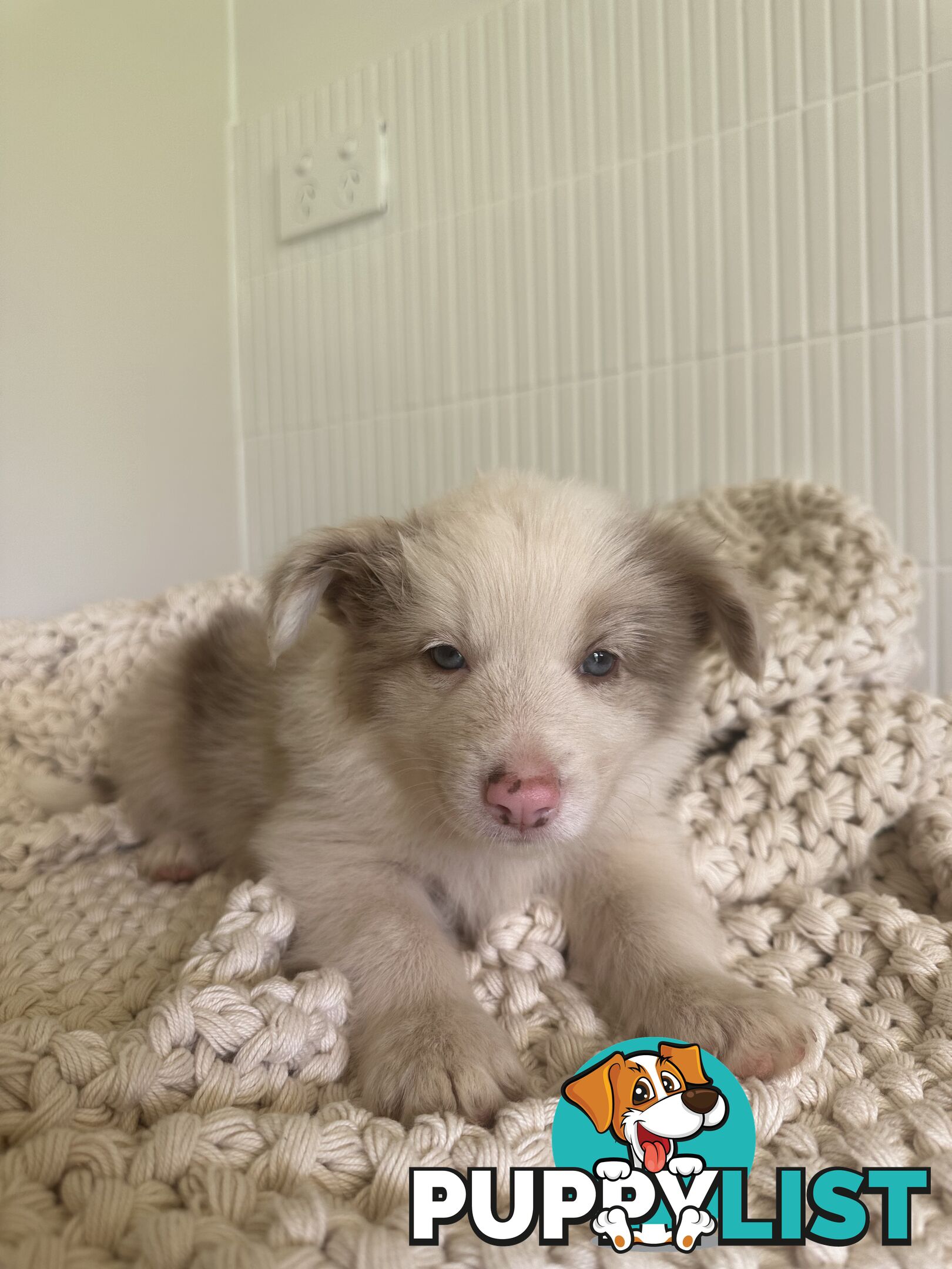 7x Beautiful Border Collie Puppies 🐶